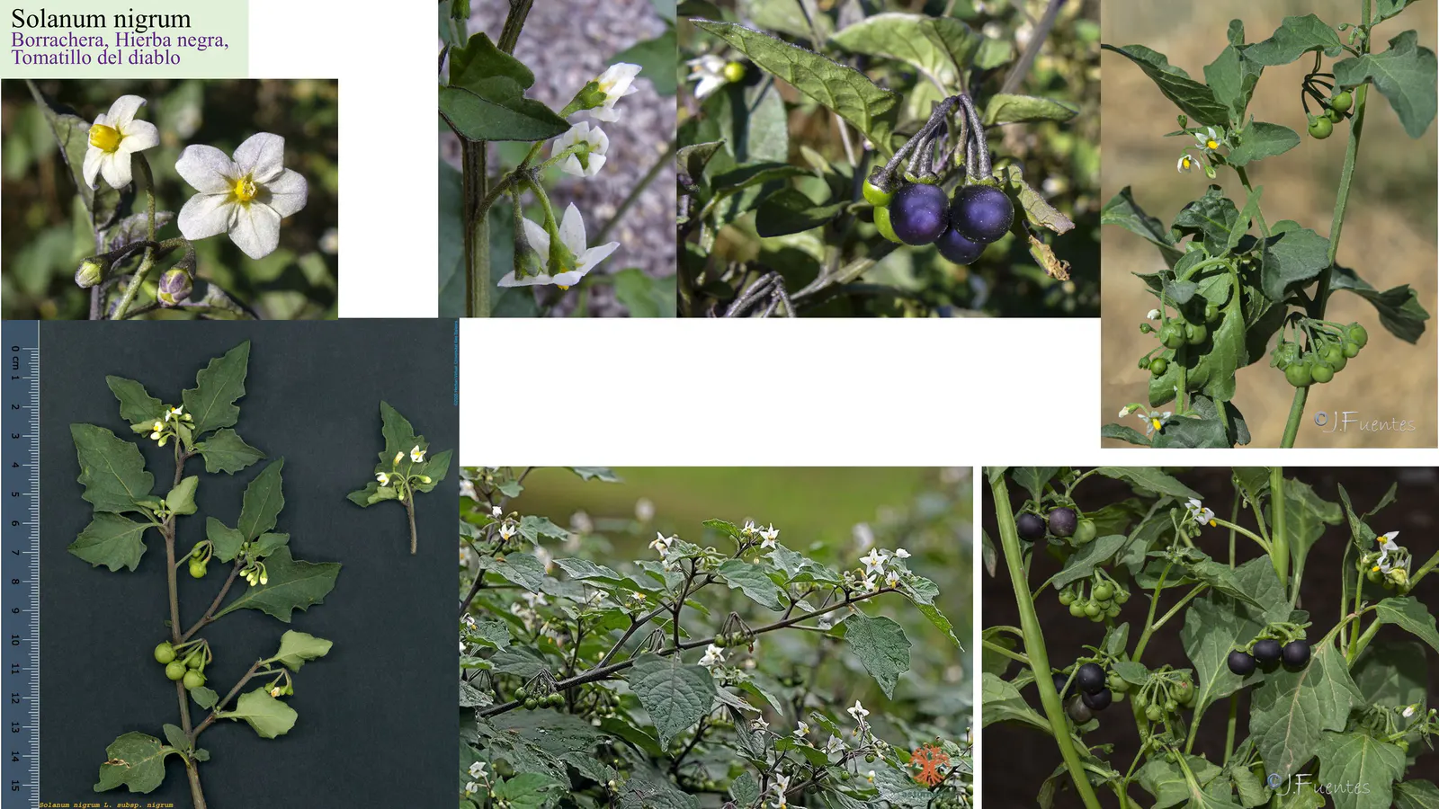 Solanum nigrum