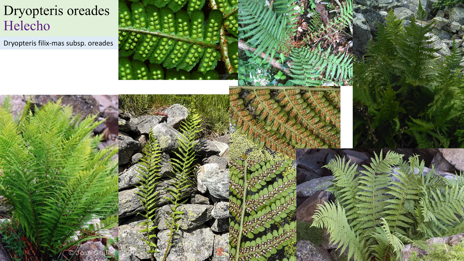 Dryopteris oreades