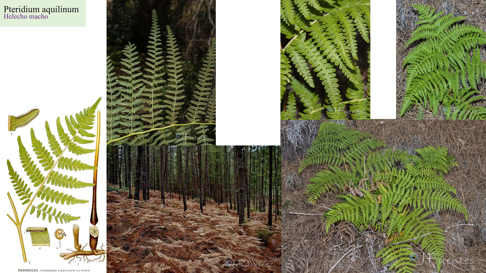 Pteridium aquilinum