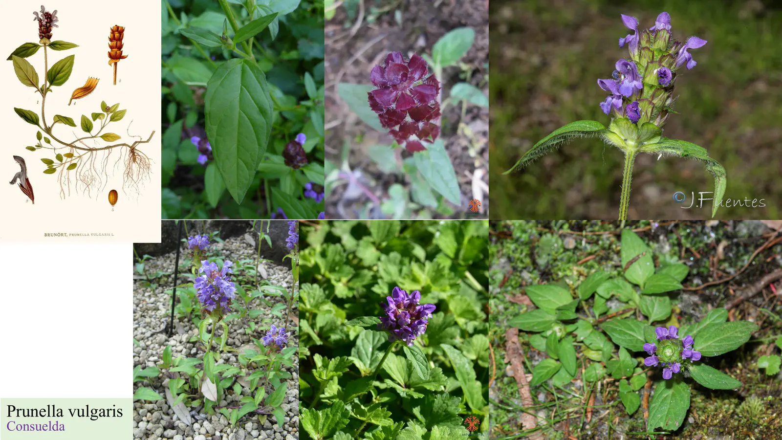 Prunella vulgaris
