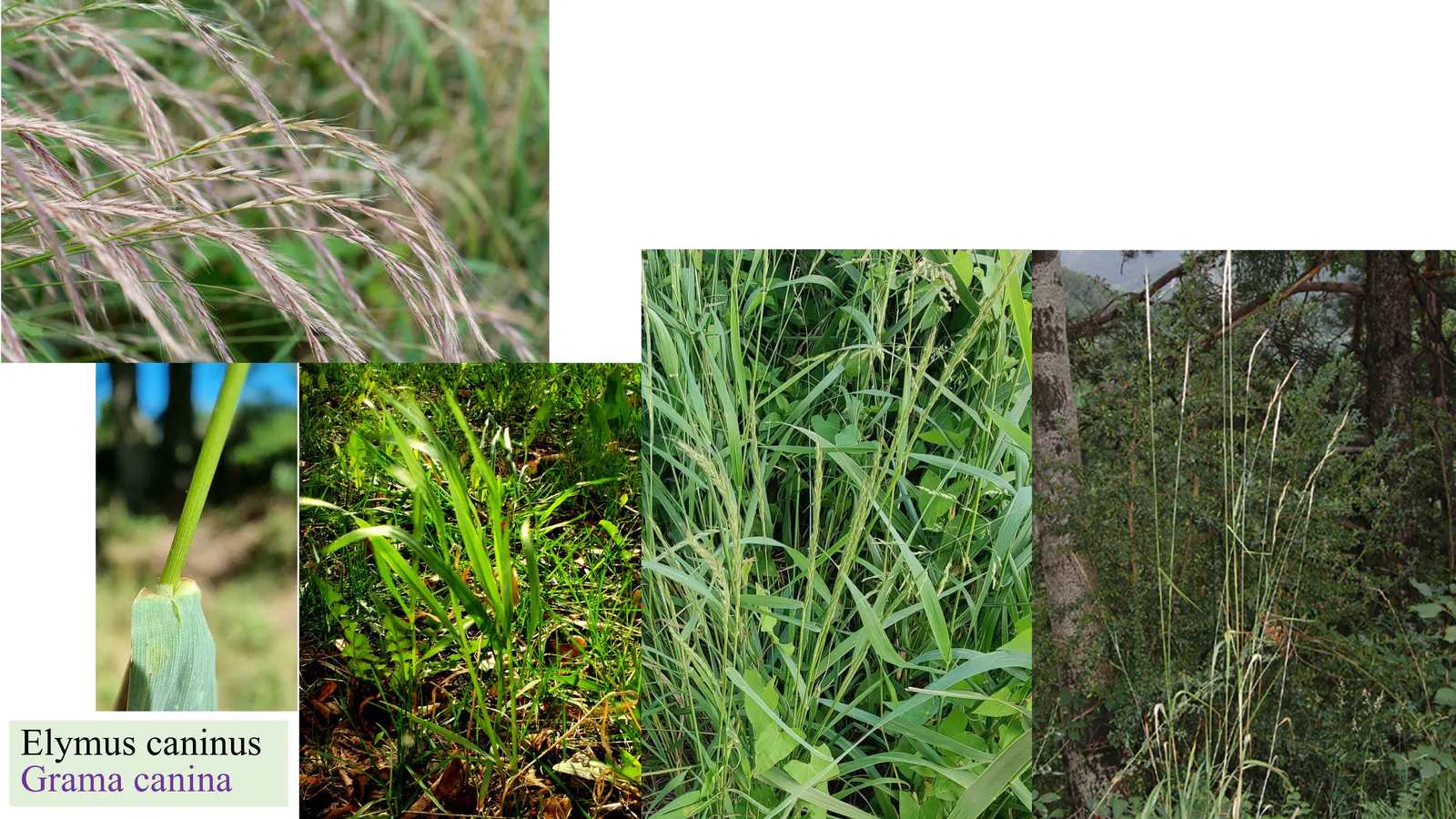 Agropyron caninum