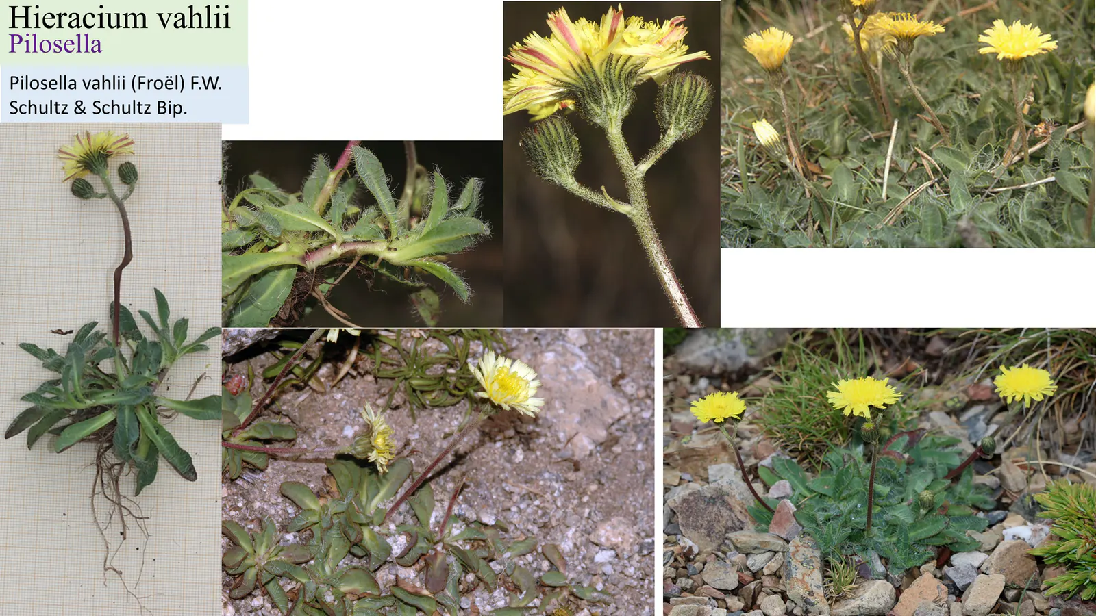 Hieracium vahlii