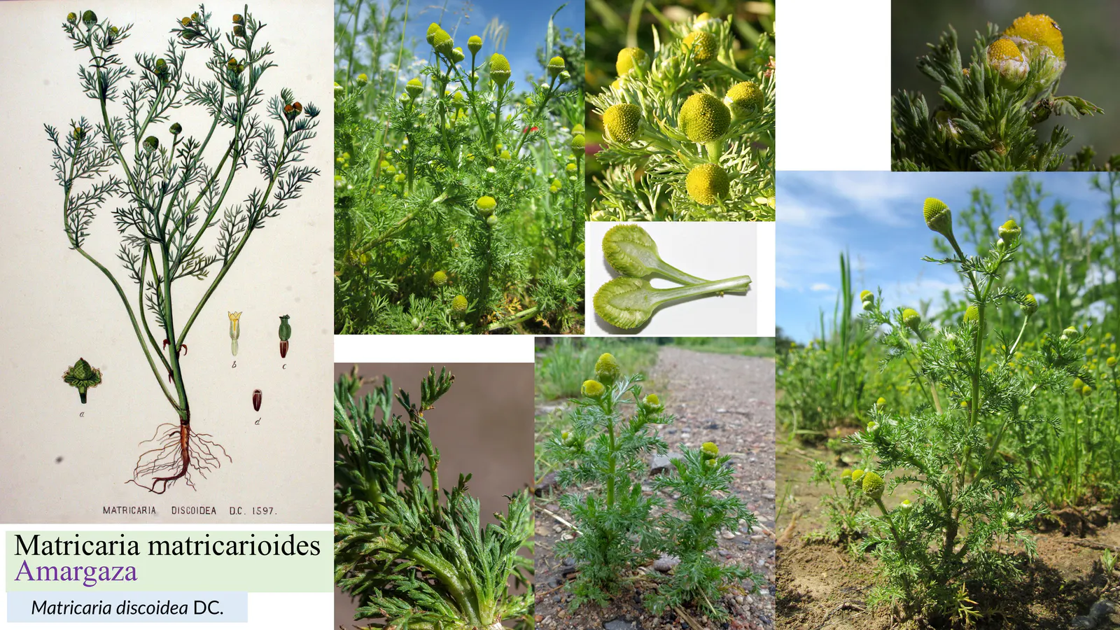 Matricaria matricarioides