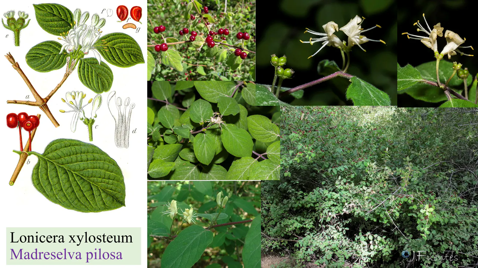 Lonicera xylosteum