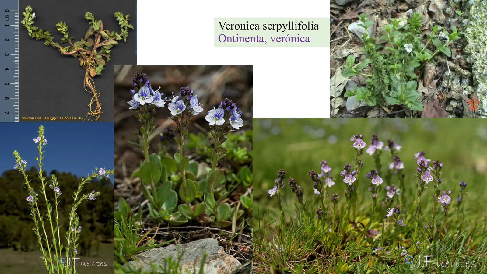 Veronica