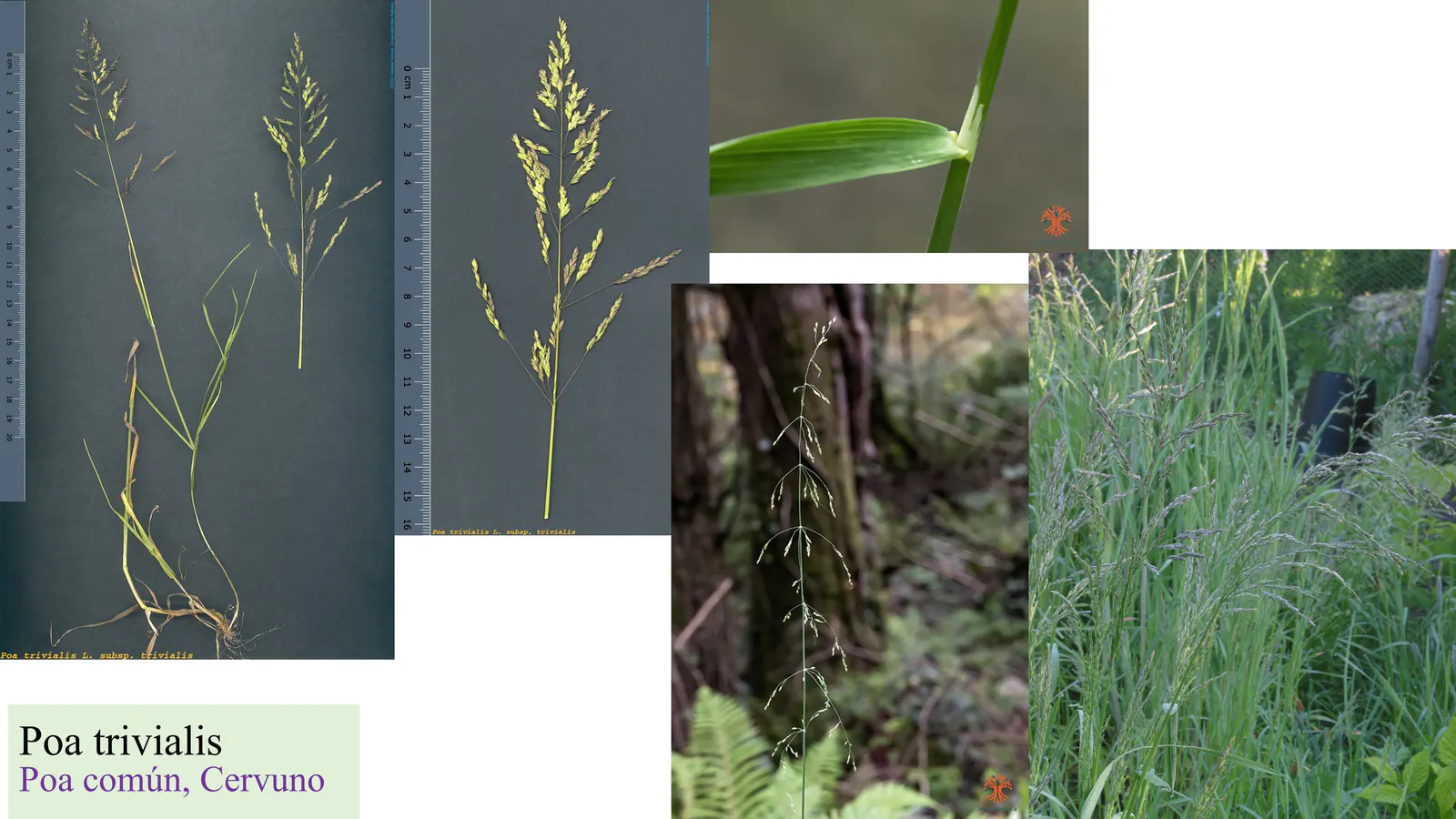 Poa trivialis