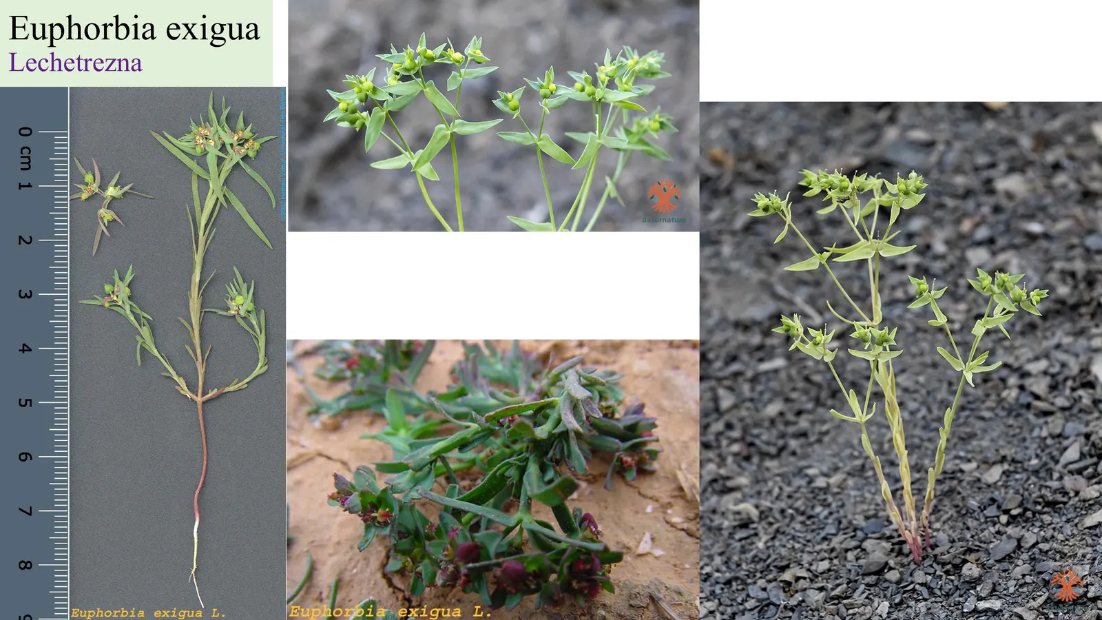 Euphorbia exigua