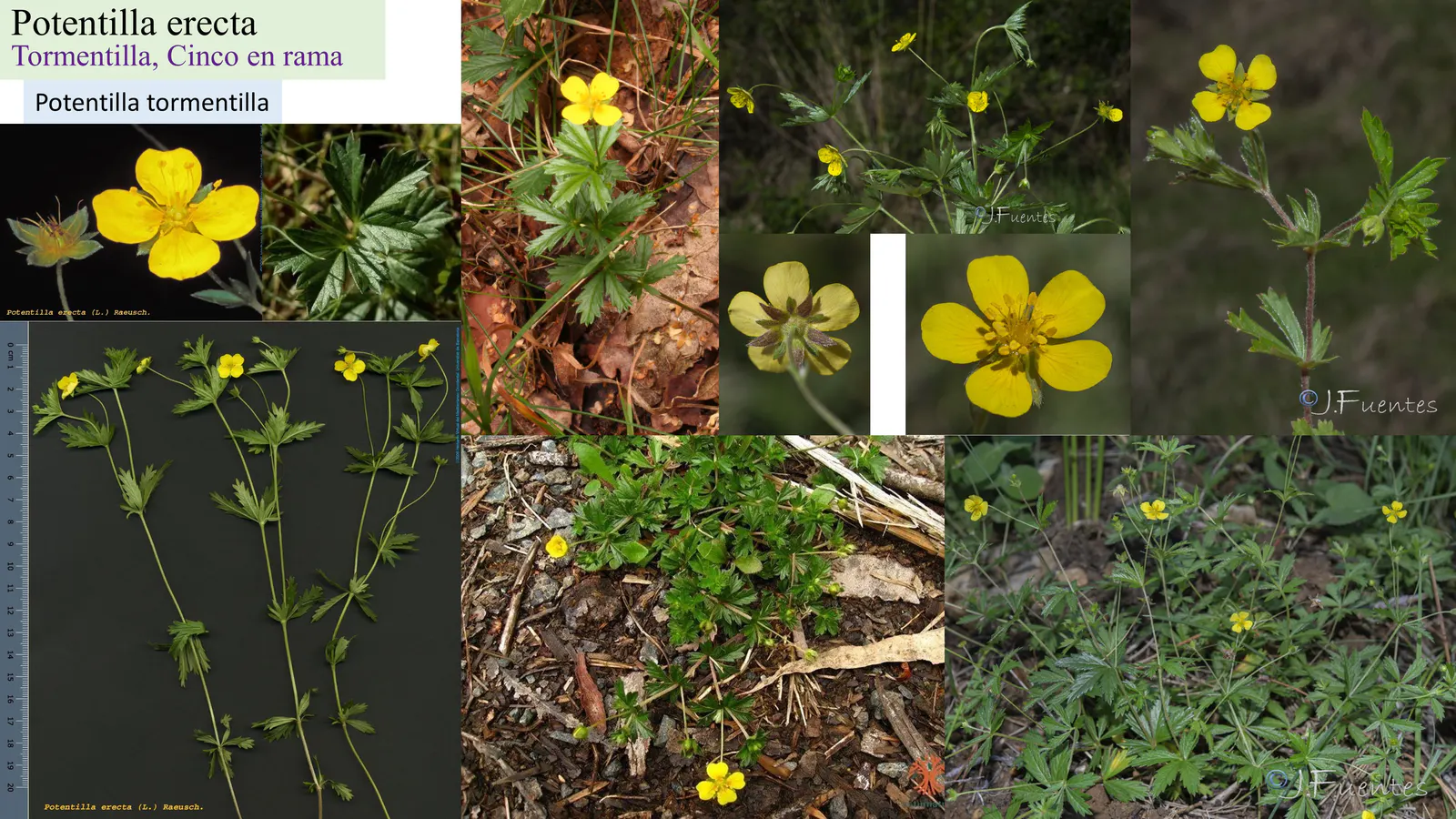 Potentilla erecta