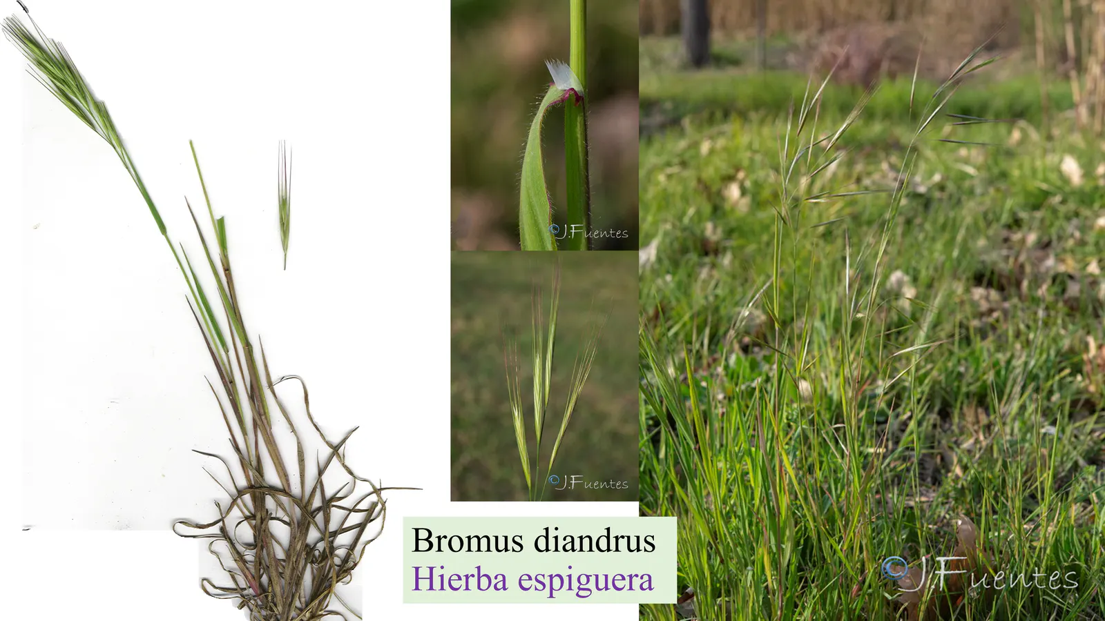 Bromus diandrus