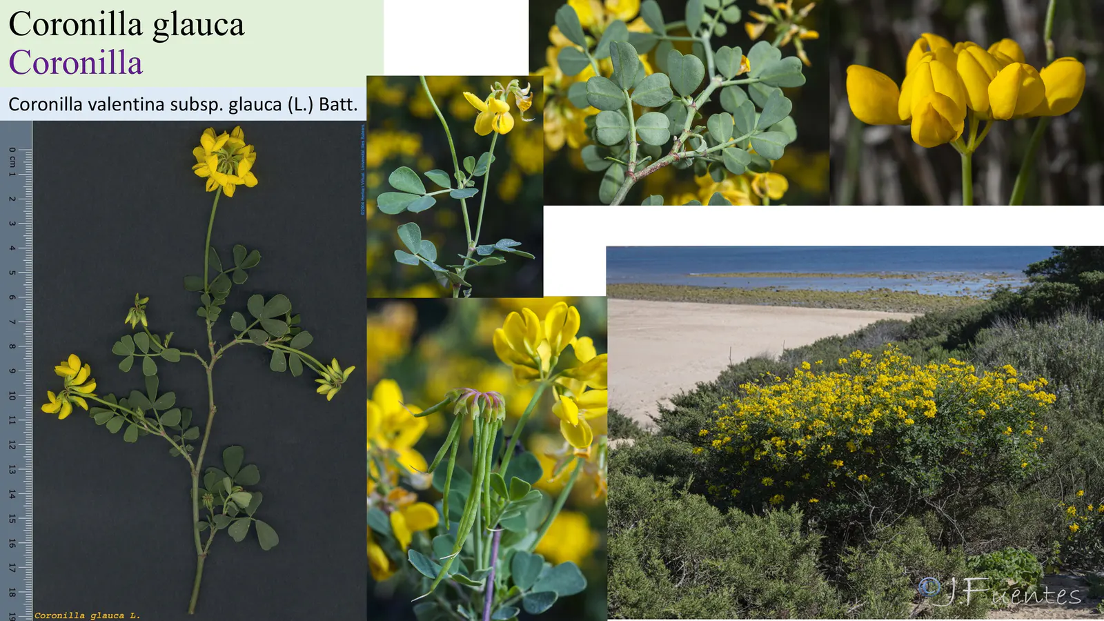 Coronilla glauca