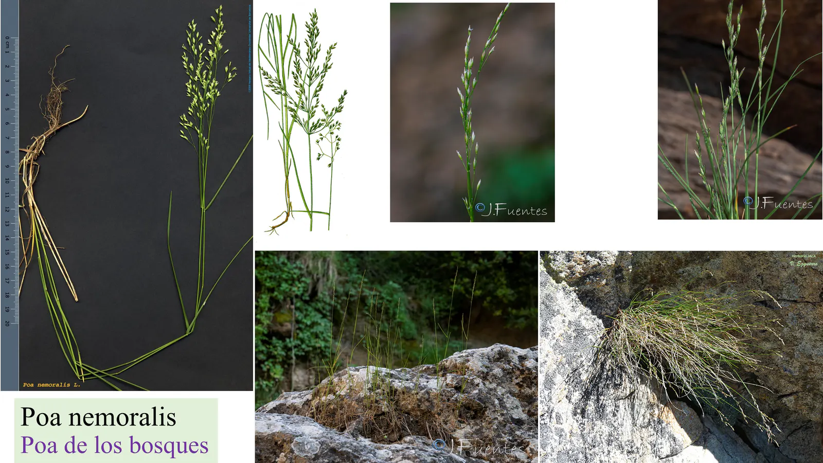 Poa nemoralis
