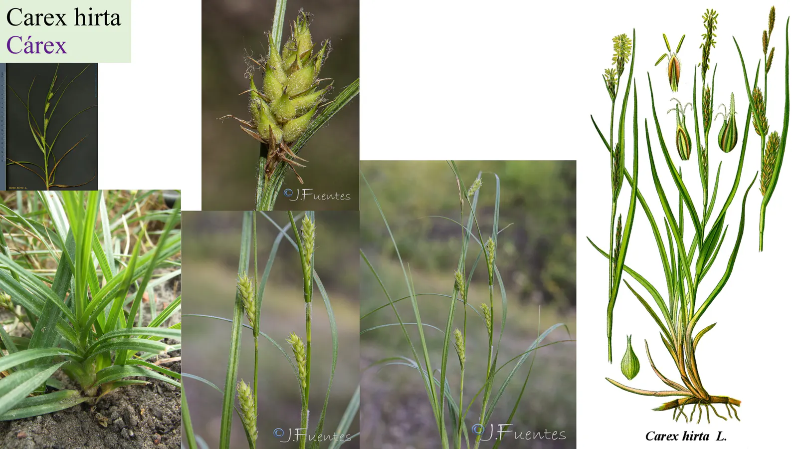 Carex hirta