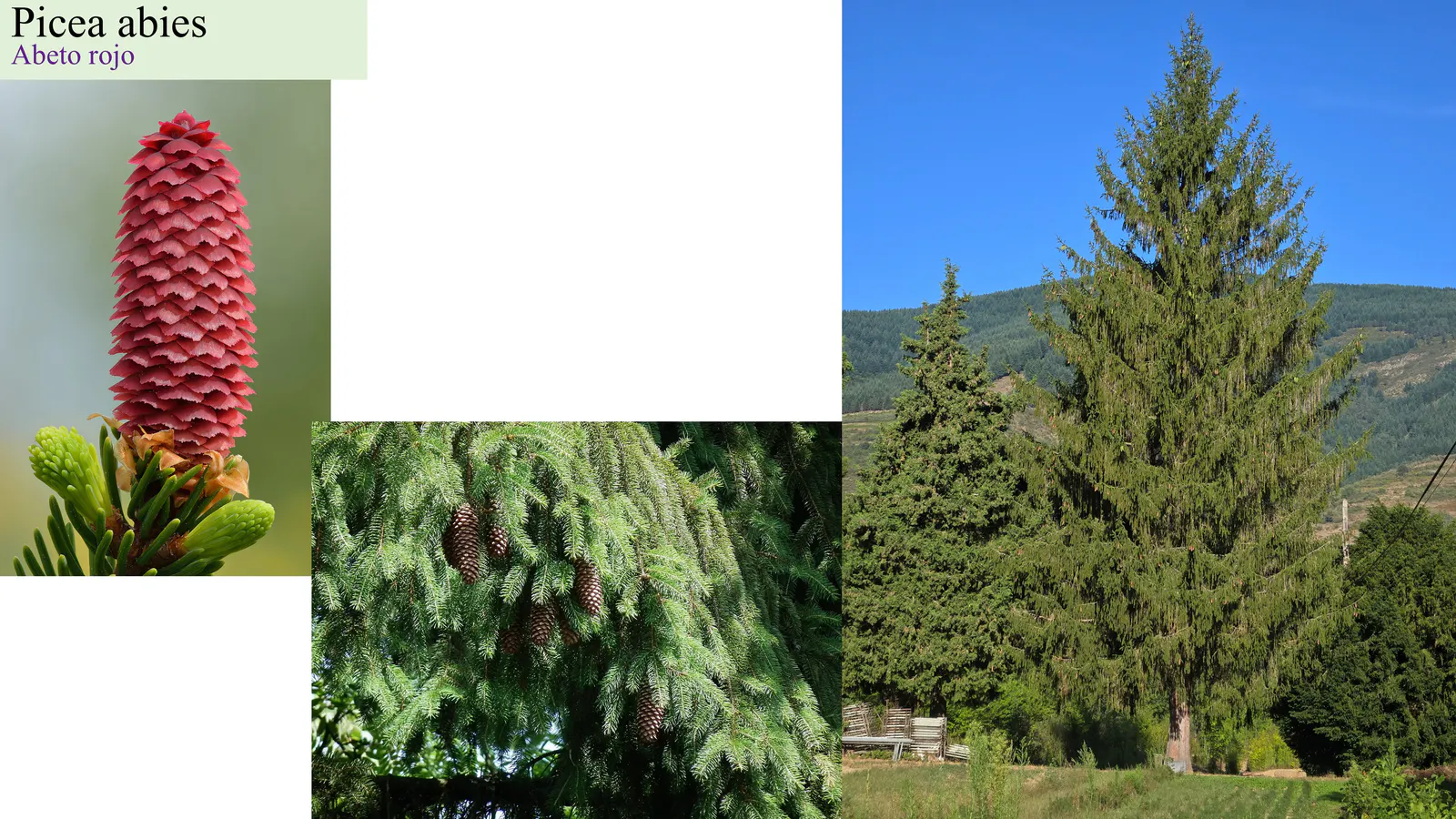 Picea abies