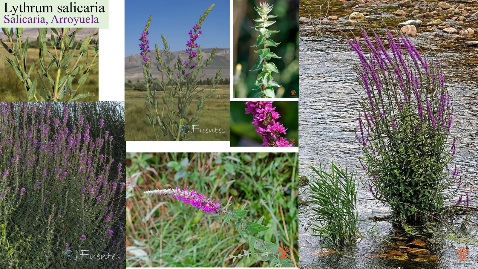Lythrum salicaria