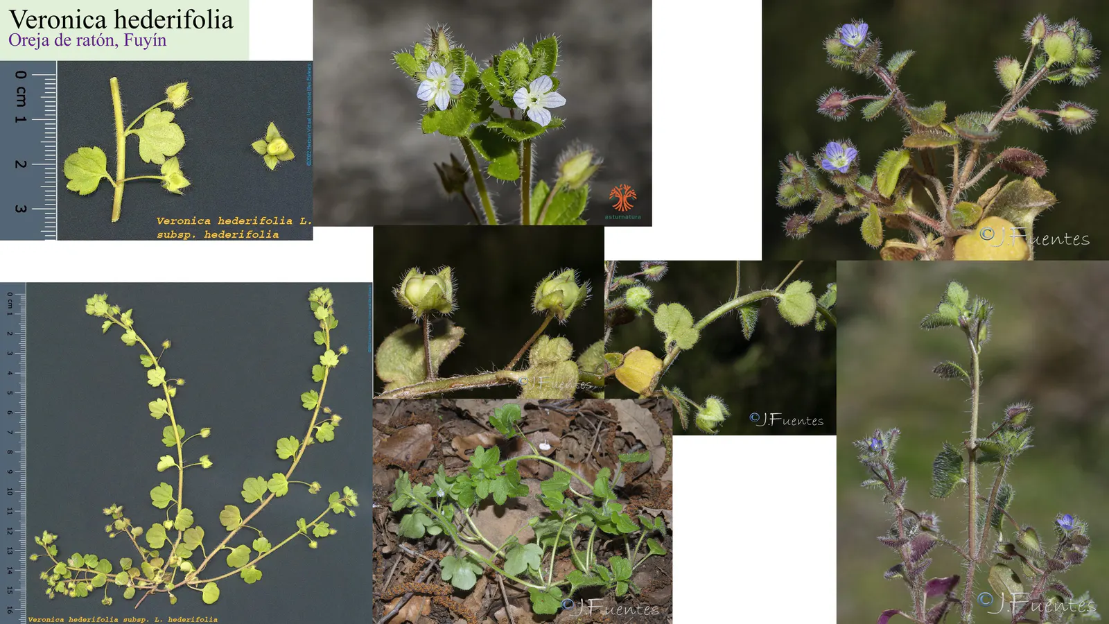 Veronica hederifolia