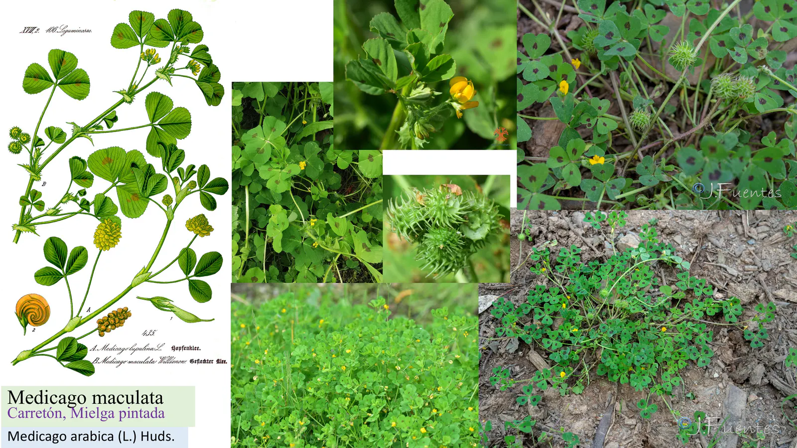 Medicago maculata