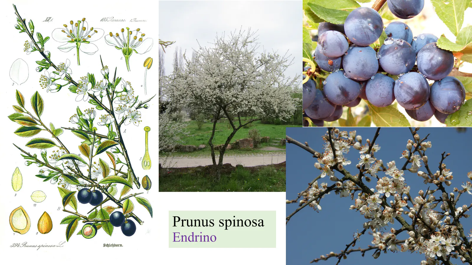 Prunus spinosa