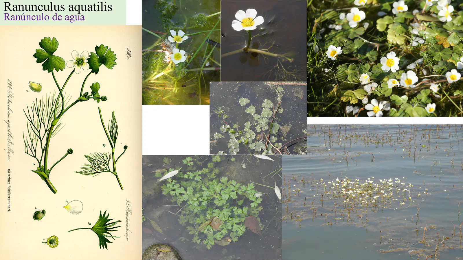 Ranunculus