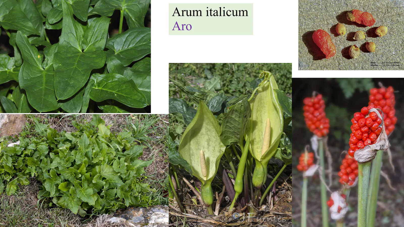 Arum italicum