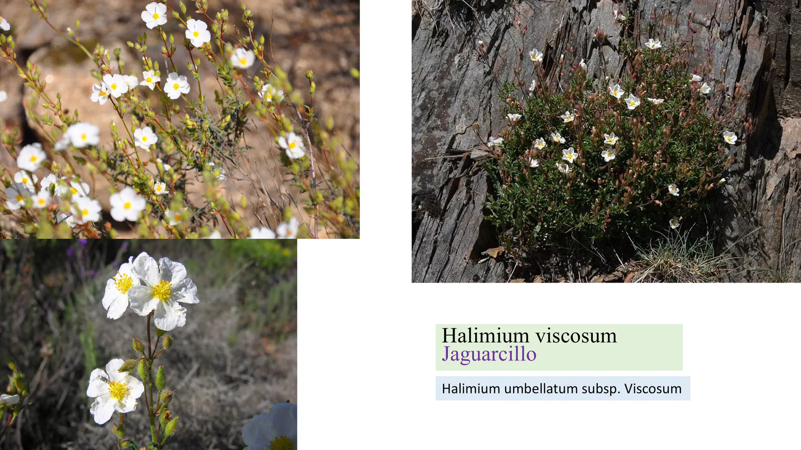 Halimium viscosum