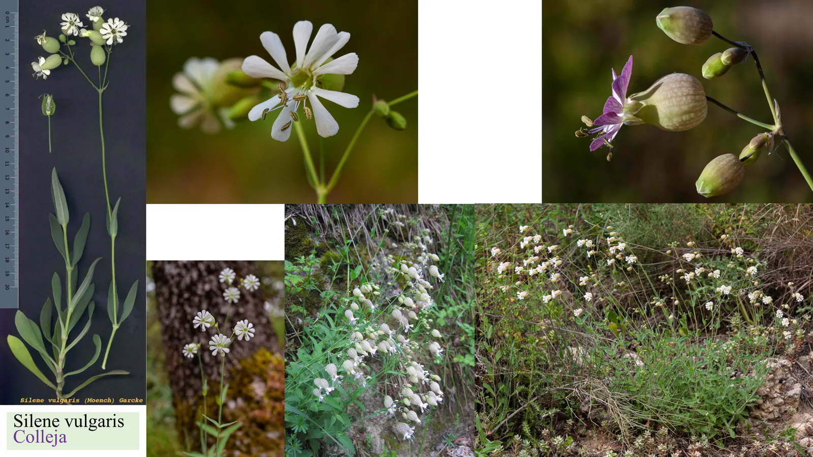 Silene vulgaris