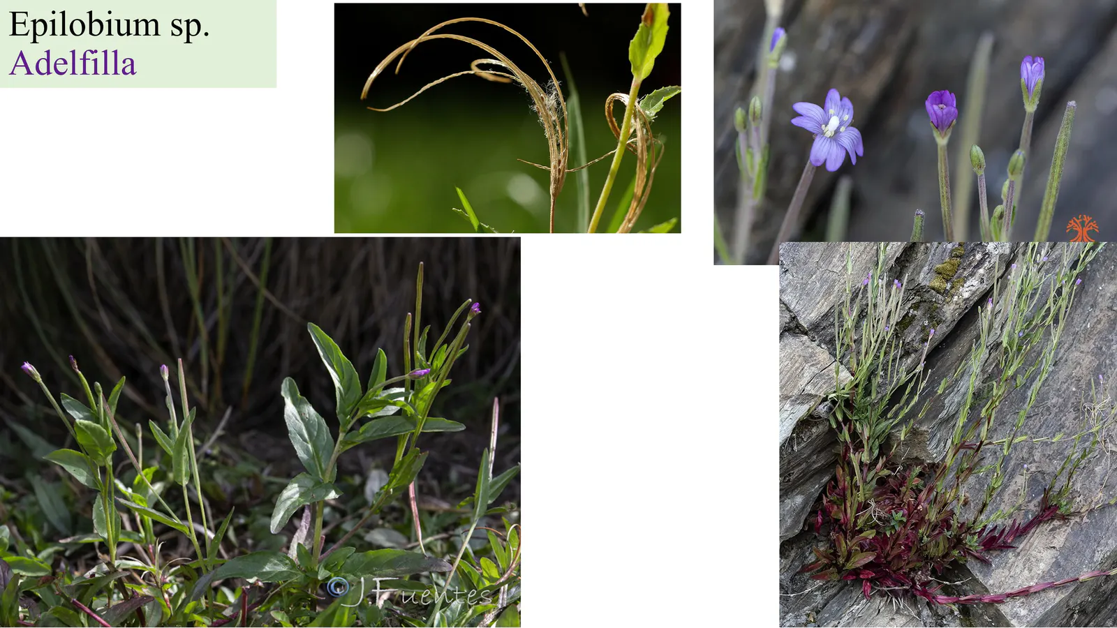 Epilobium sp.