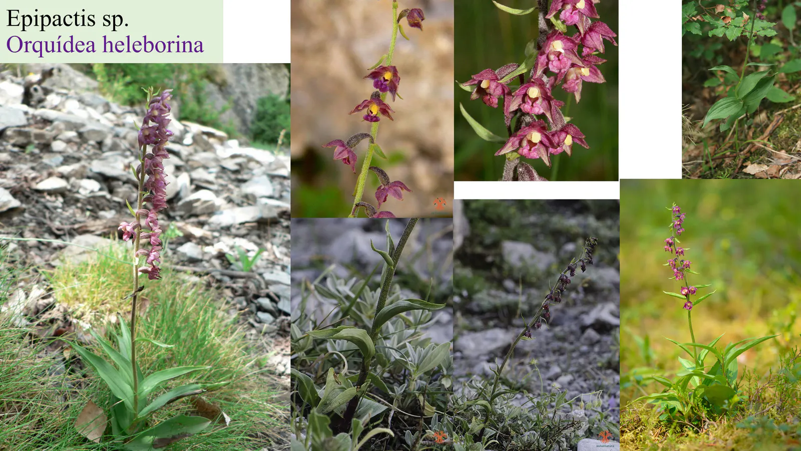 Epipactis sp.