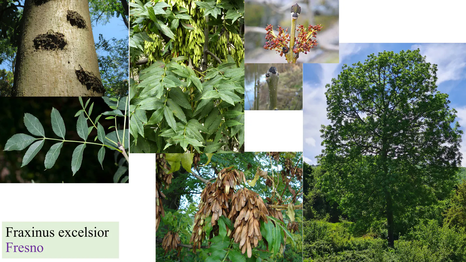 Fraxinus excelsior