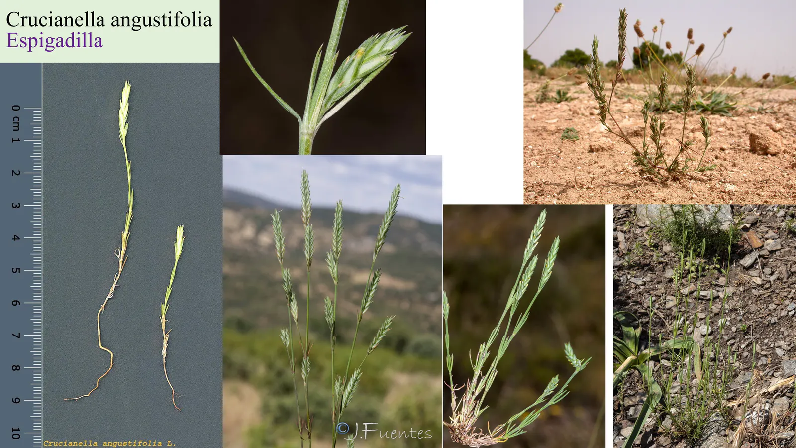 Crucianella angustifolia
