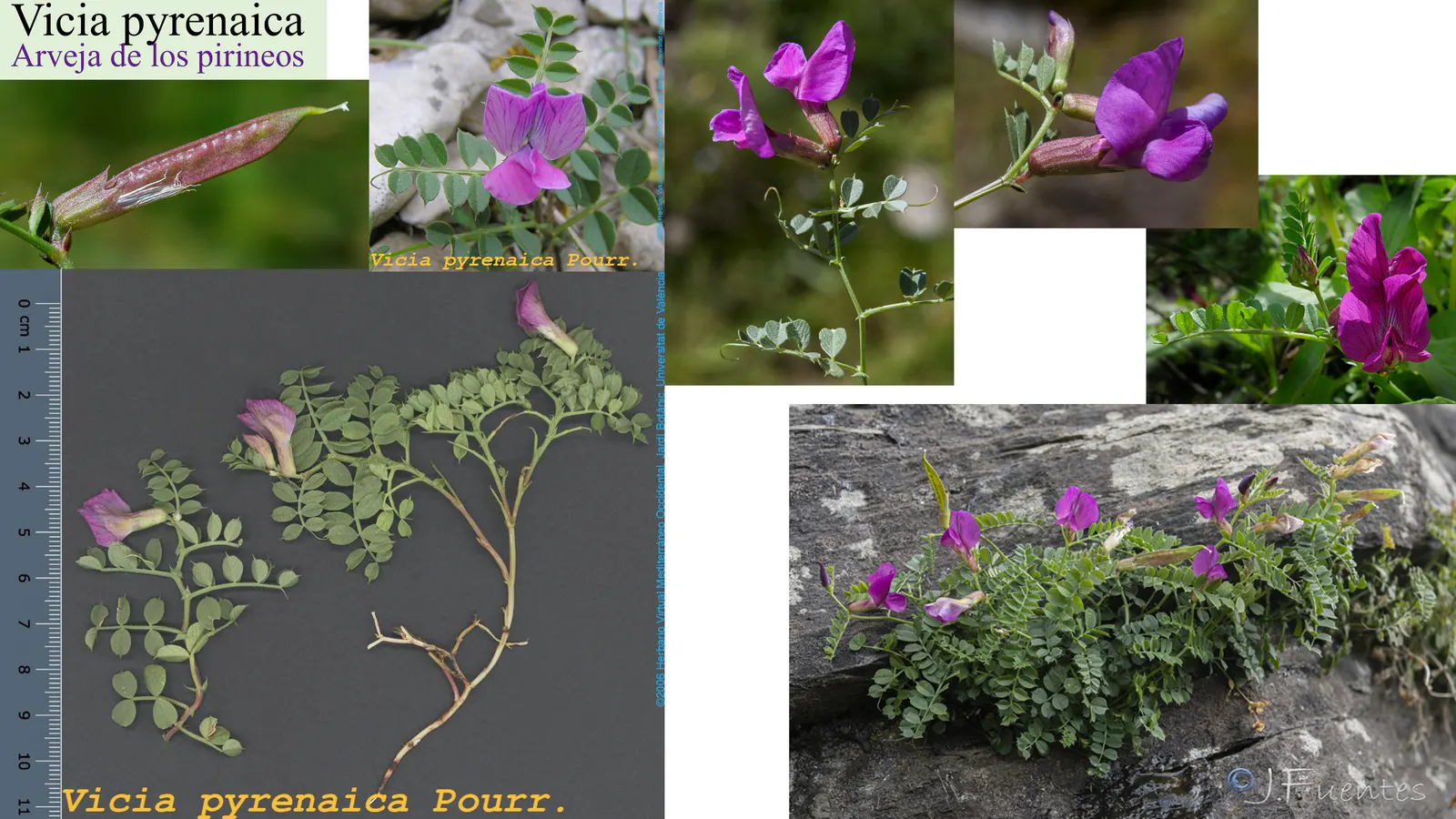 Vicia pyrenaica