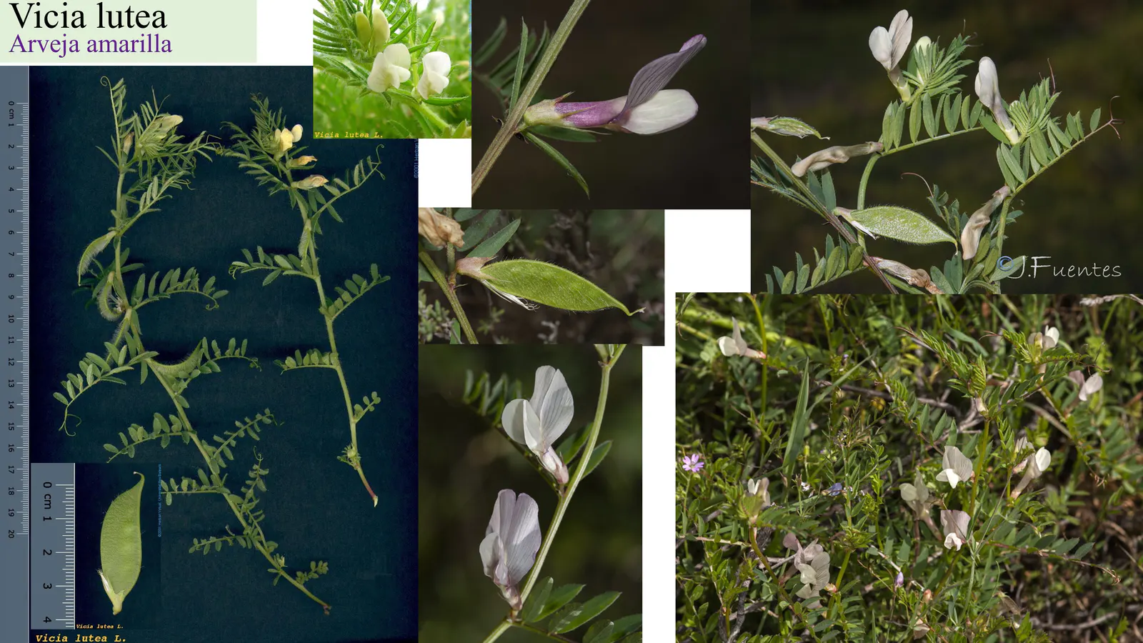 Vicia lutea