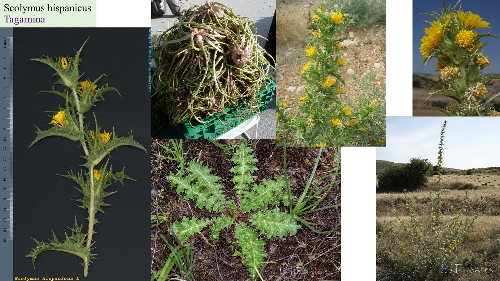 Scolymus hispanicus