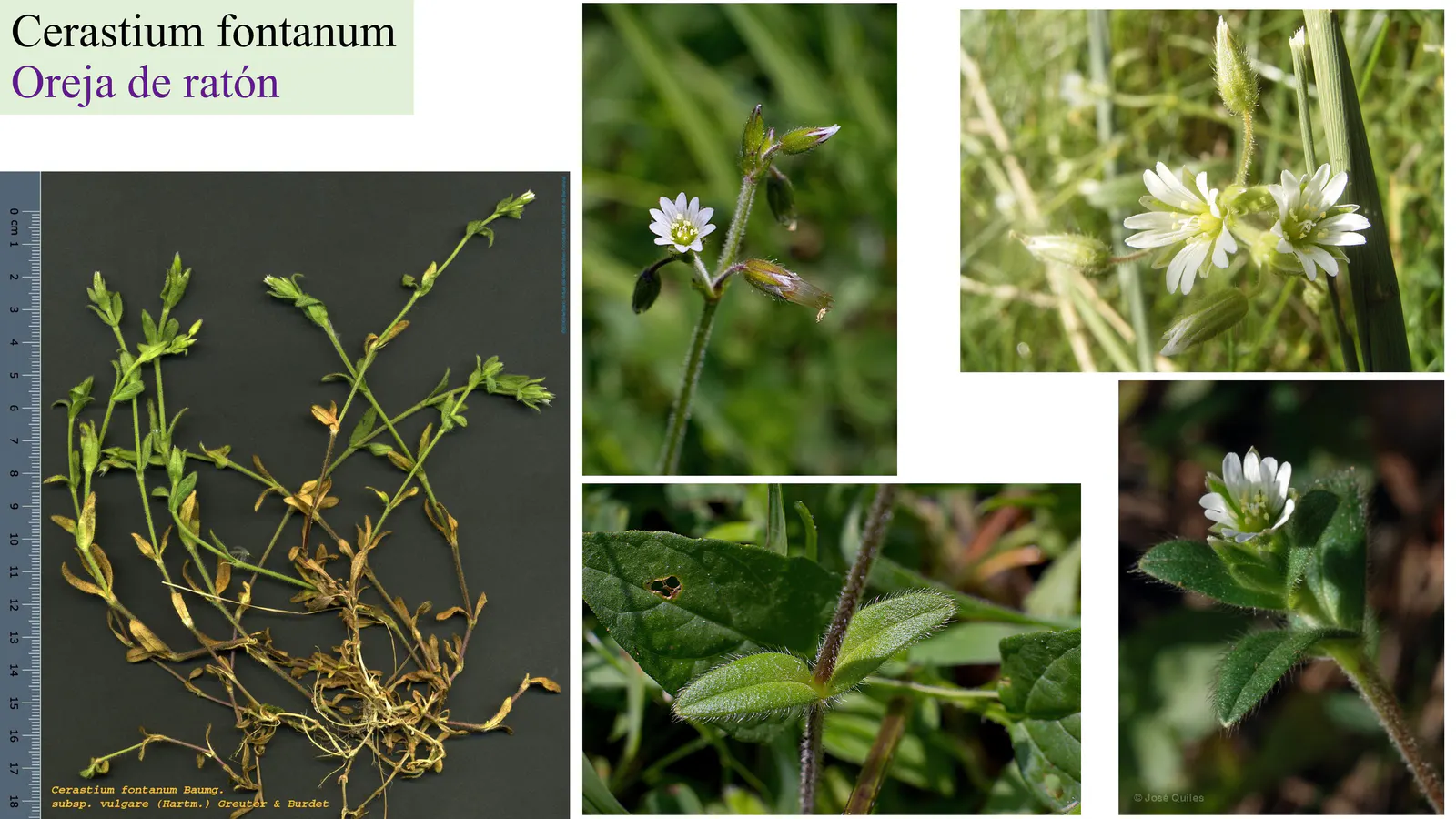 Cerastium fontanum