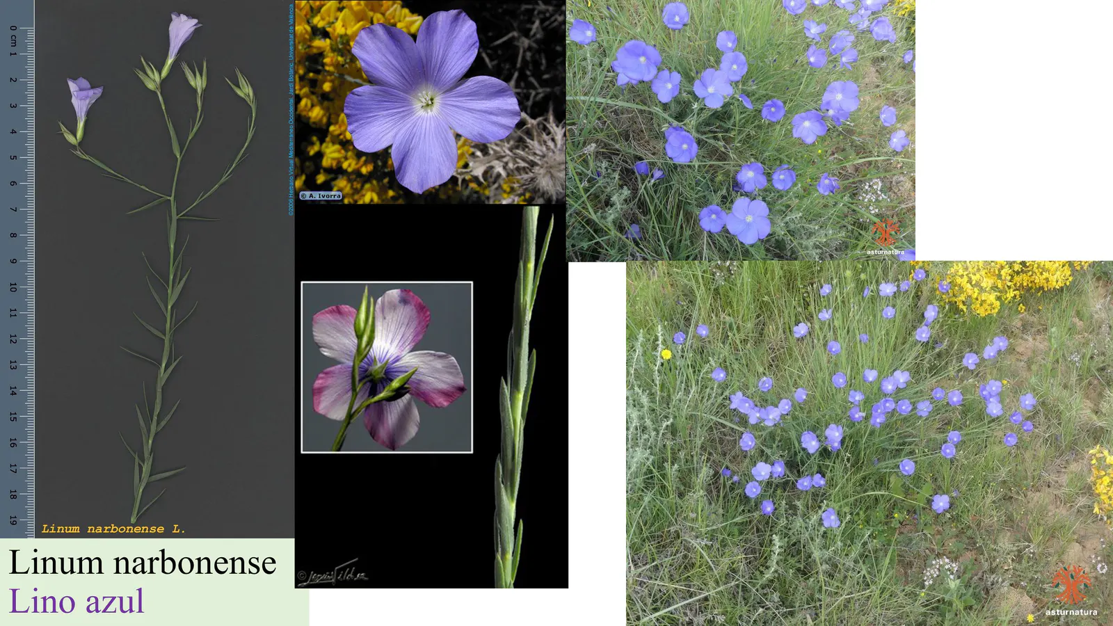 Linum narbonense