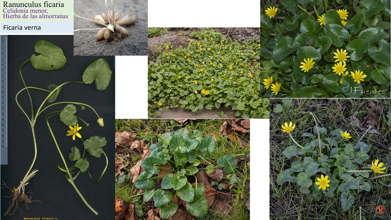 Ranunculus ficaria