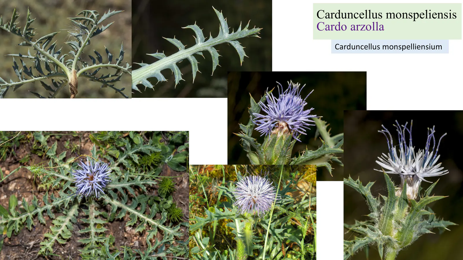Carduncellus monspeliensis