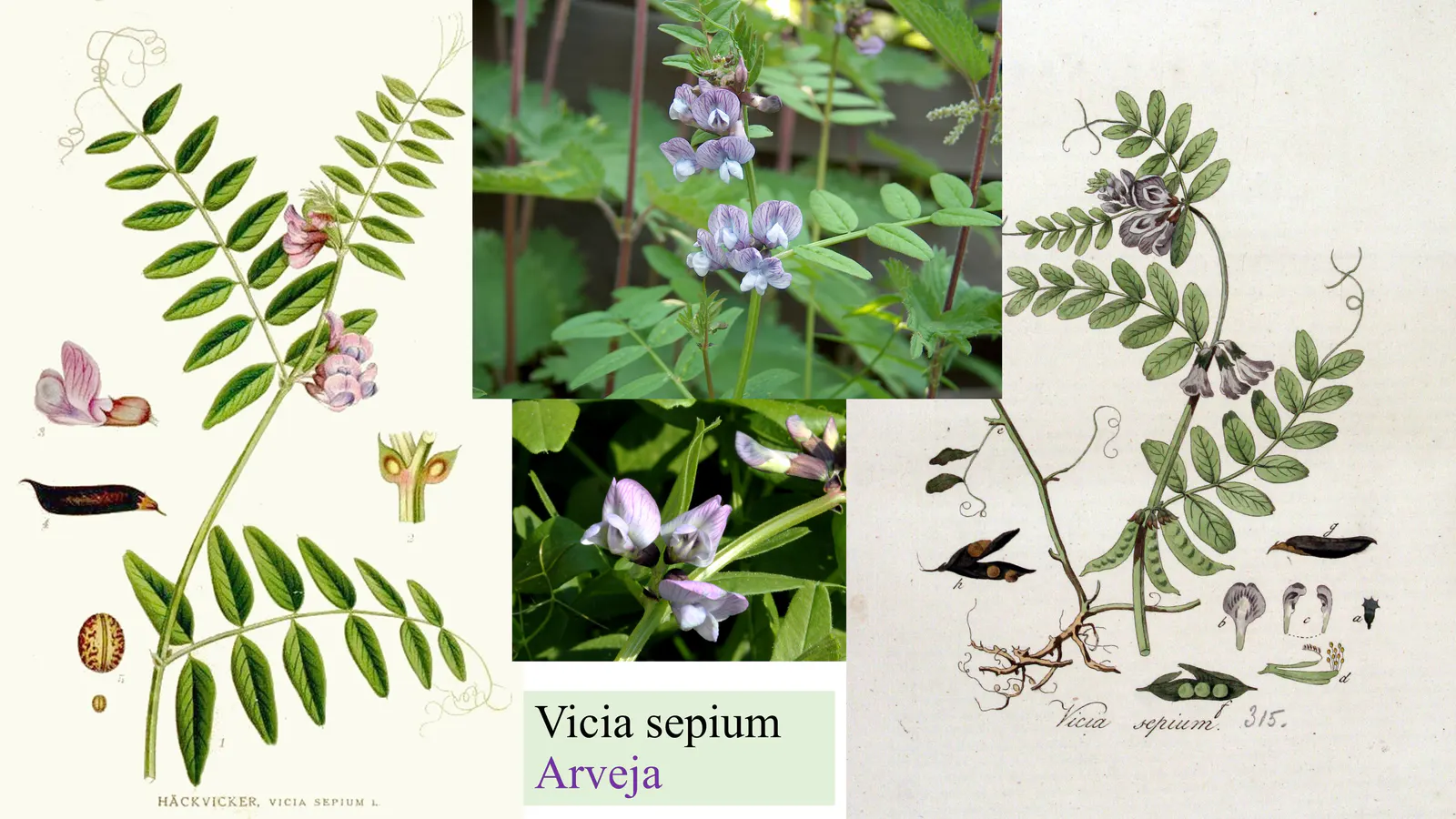 Vicia sepium