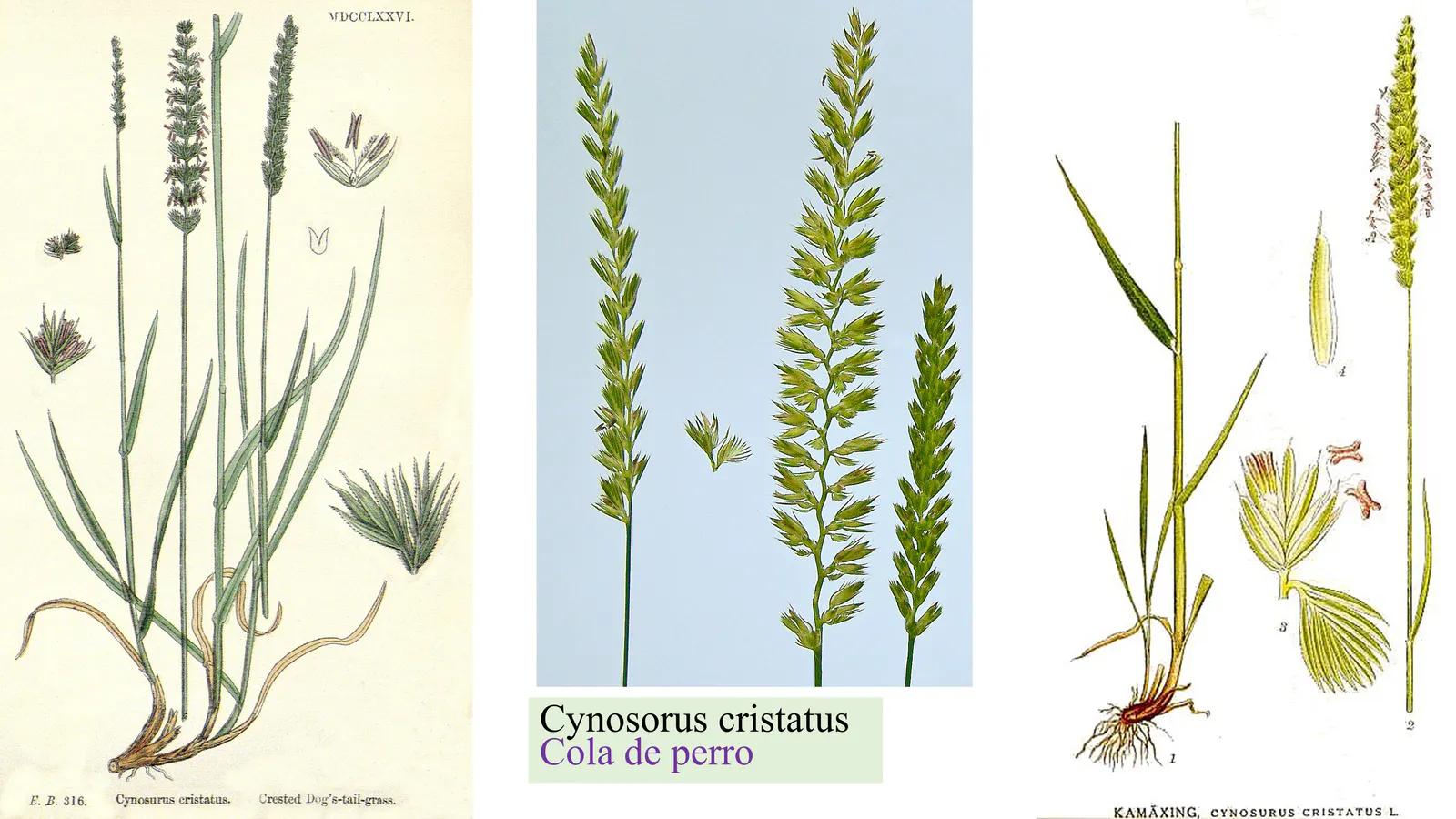 Cynosurus cristatus