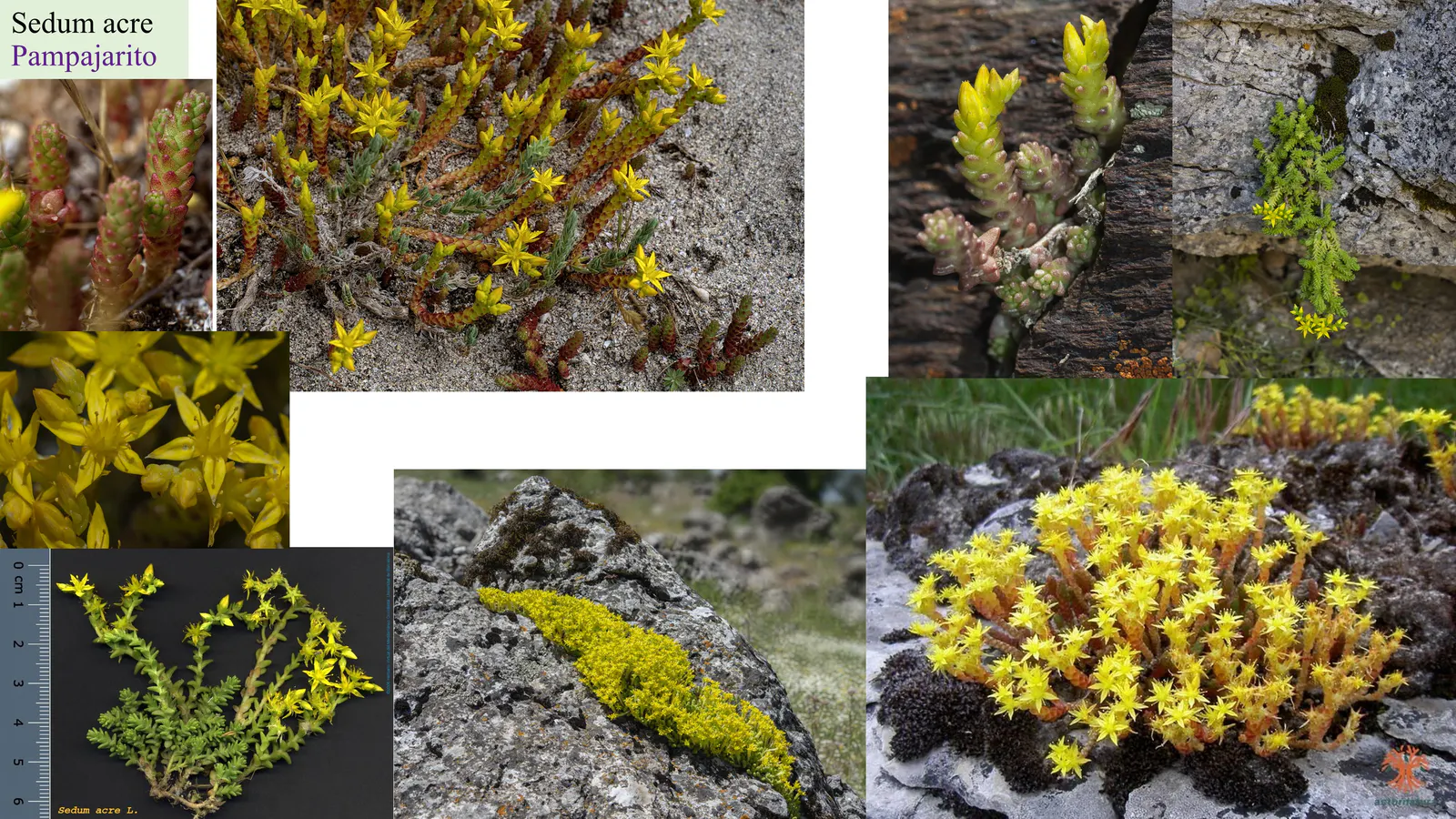 Sedum acre
