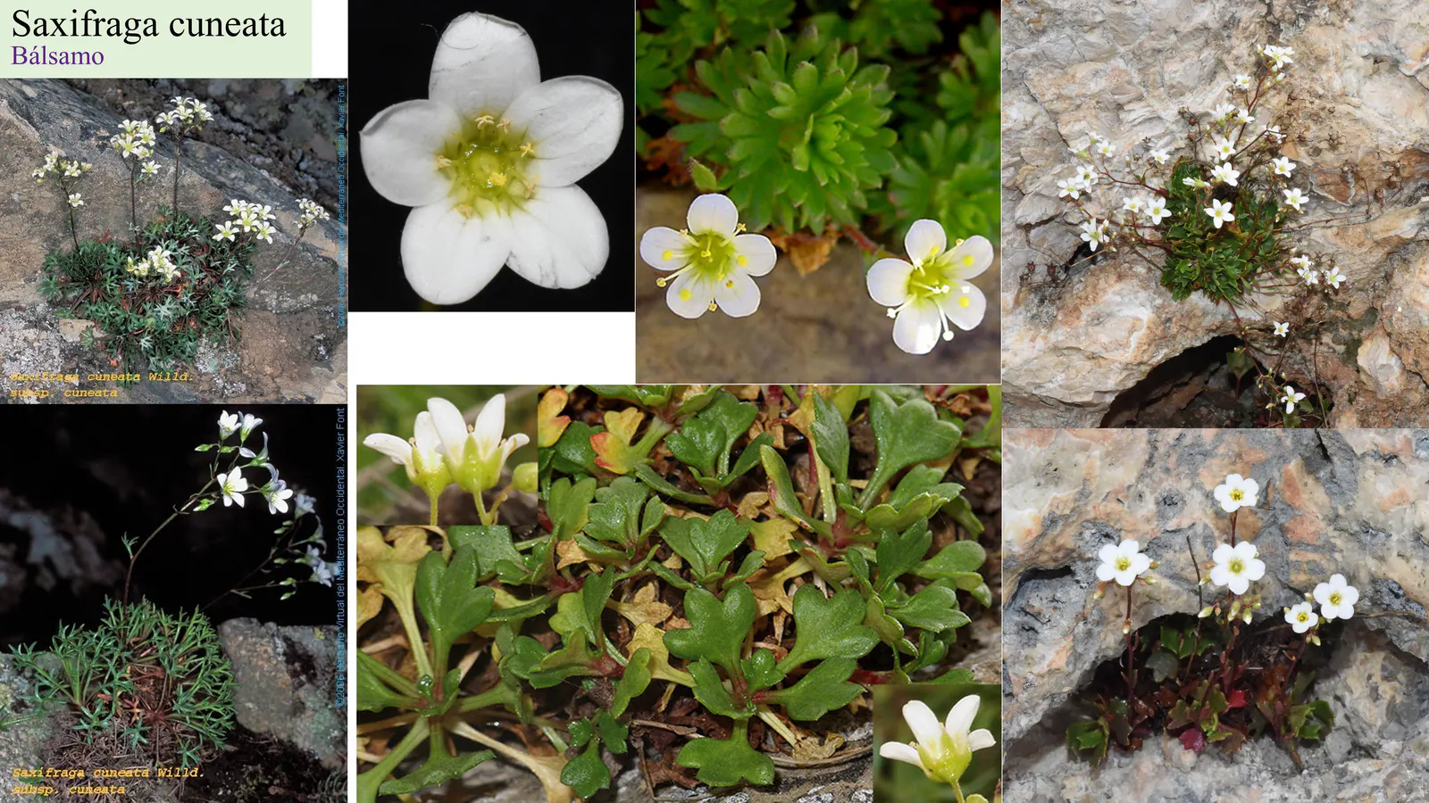 Saxifraga cuneata