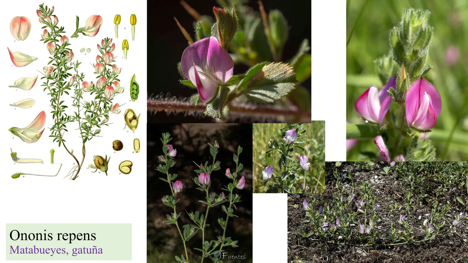 Ononis repens
