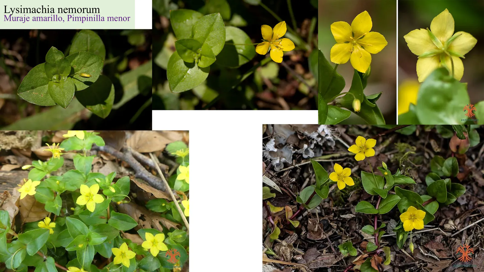 Lysimachia nemorum