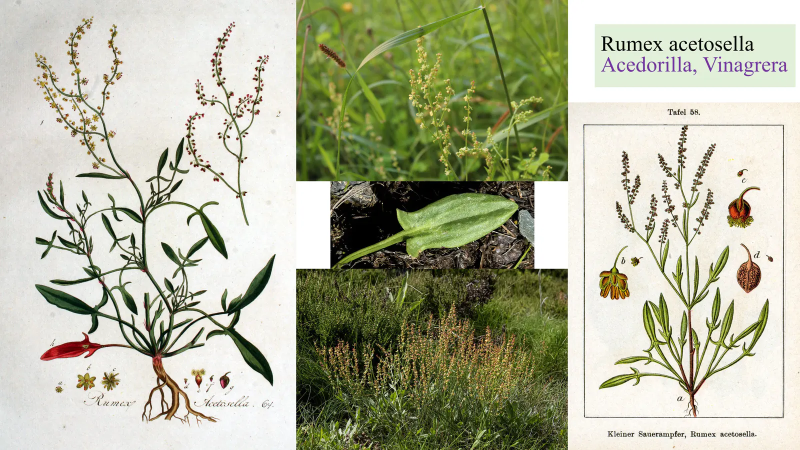 Rumex acetosella