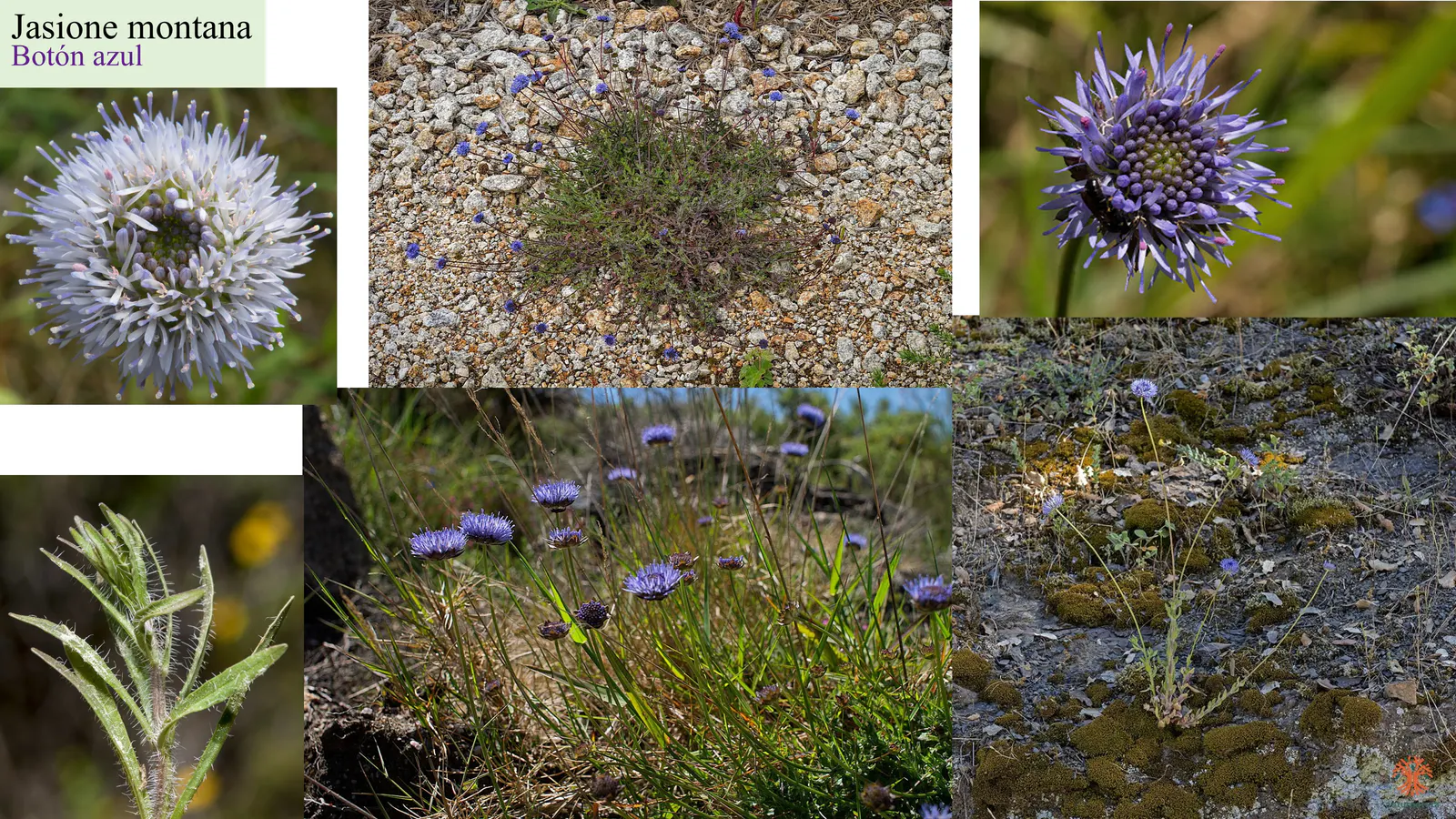 Jasione montana