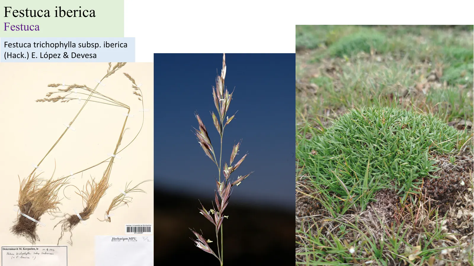 Festuca iberica