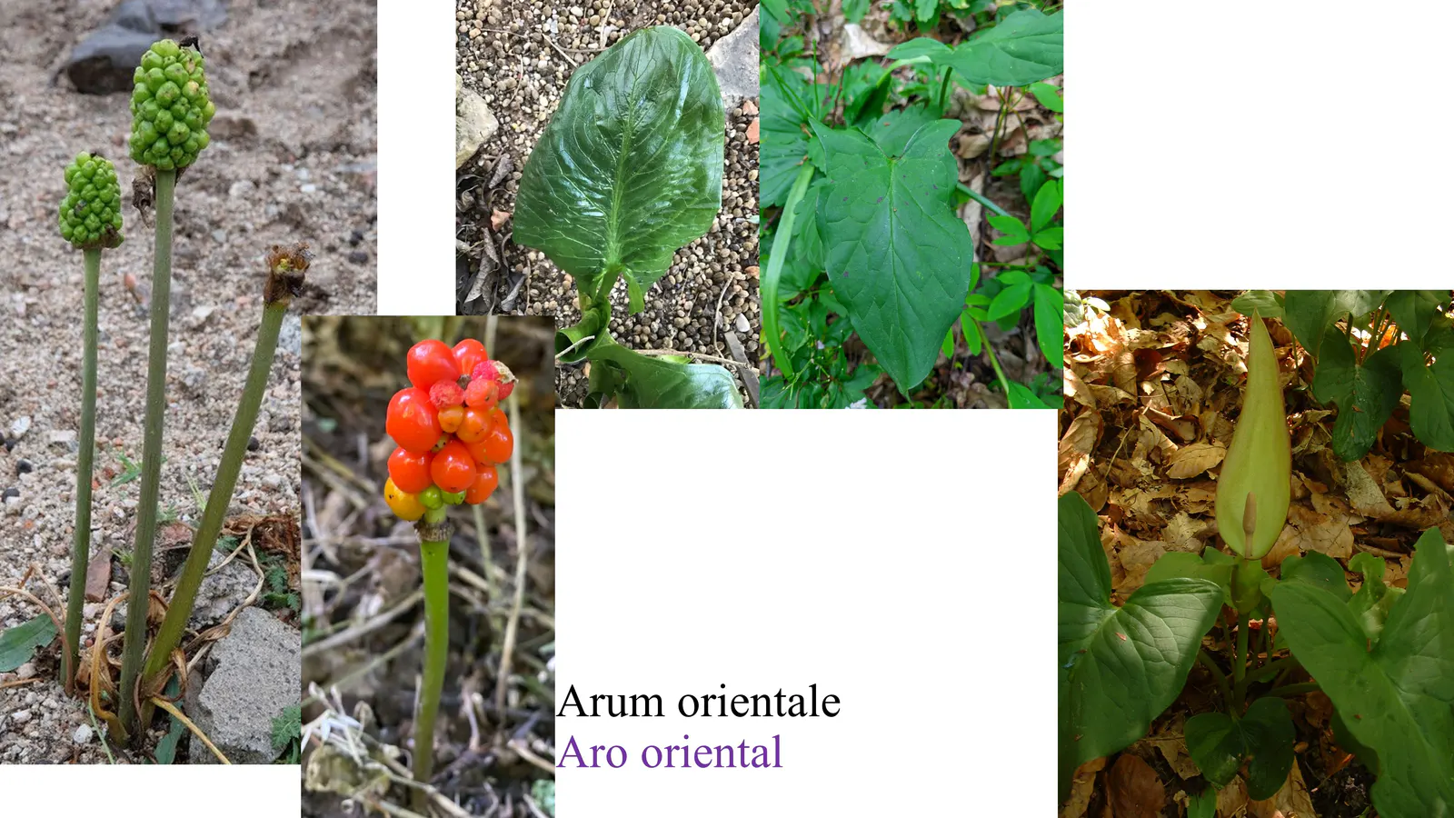 Arum orientale