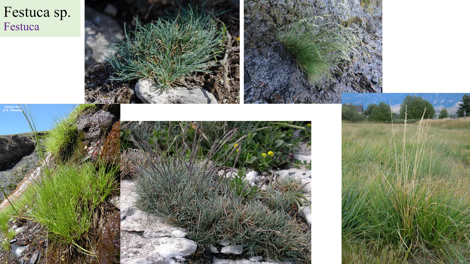 Festuca