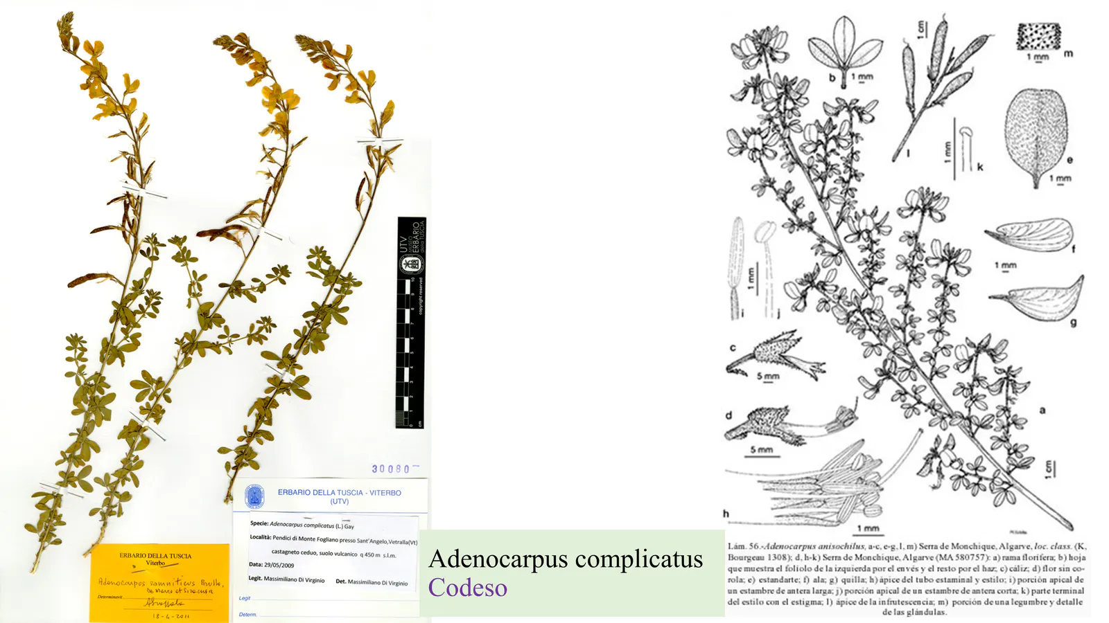 Fabaceae
