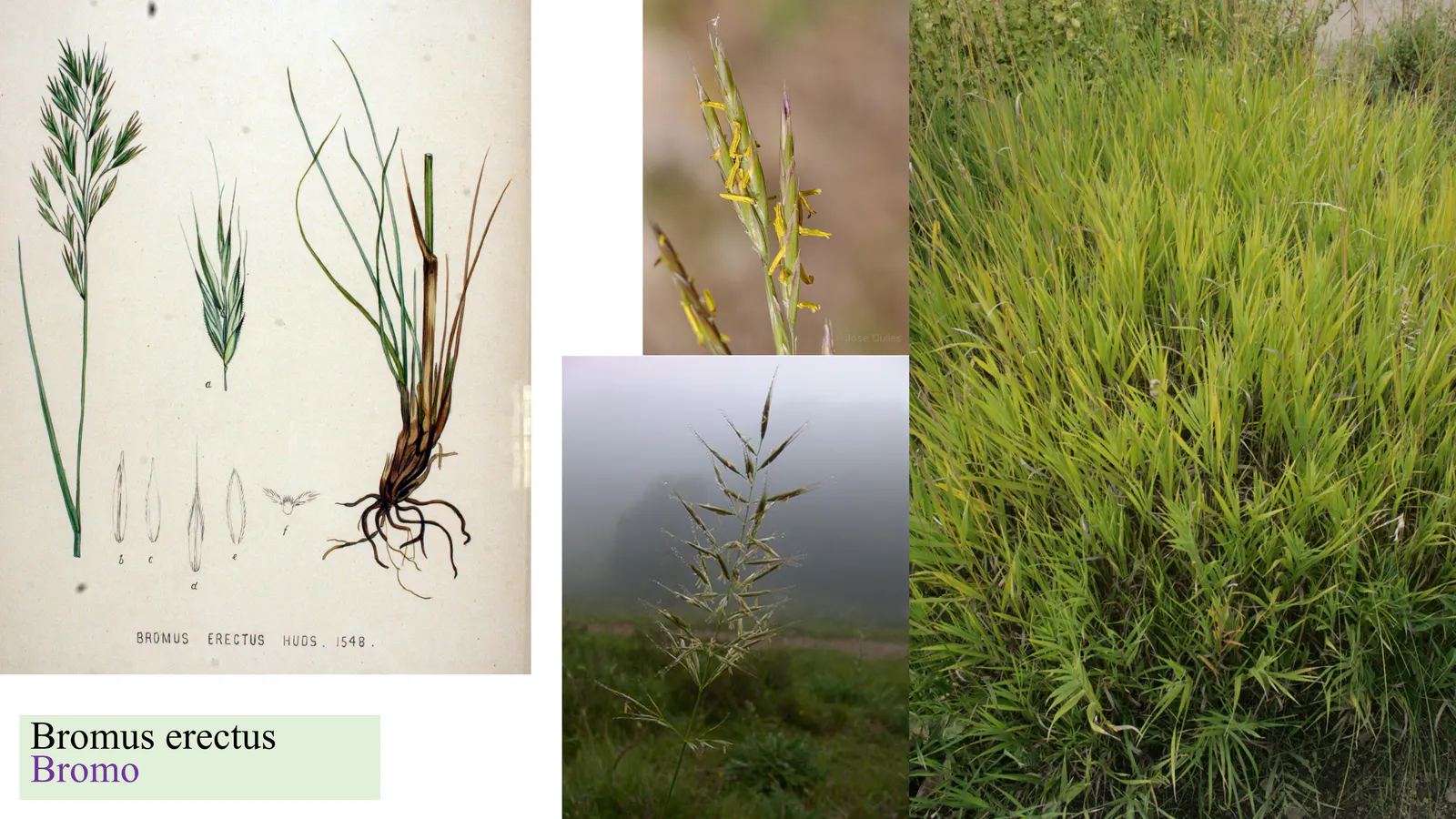 Bromus erectus