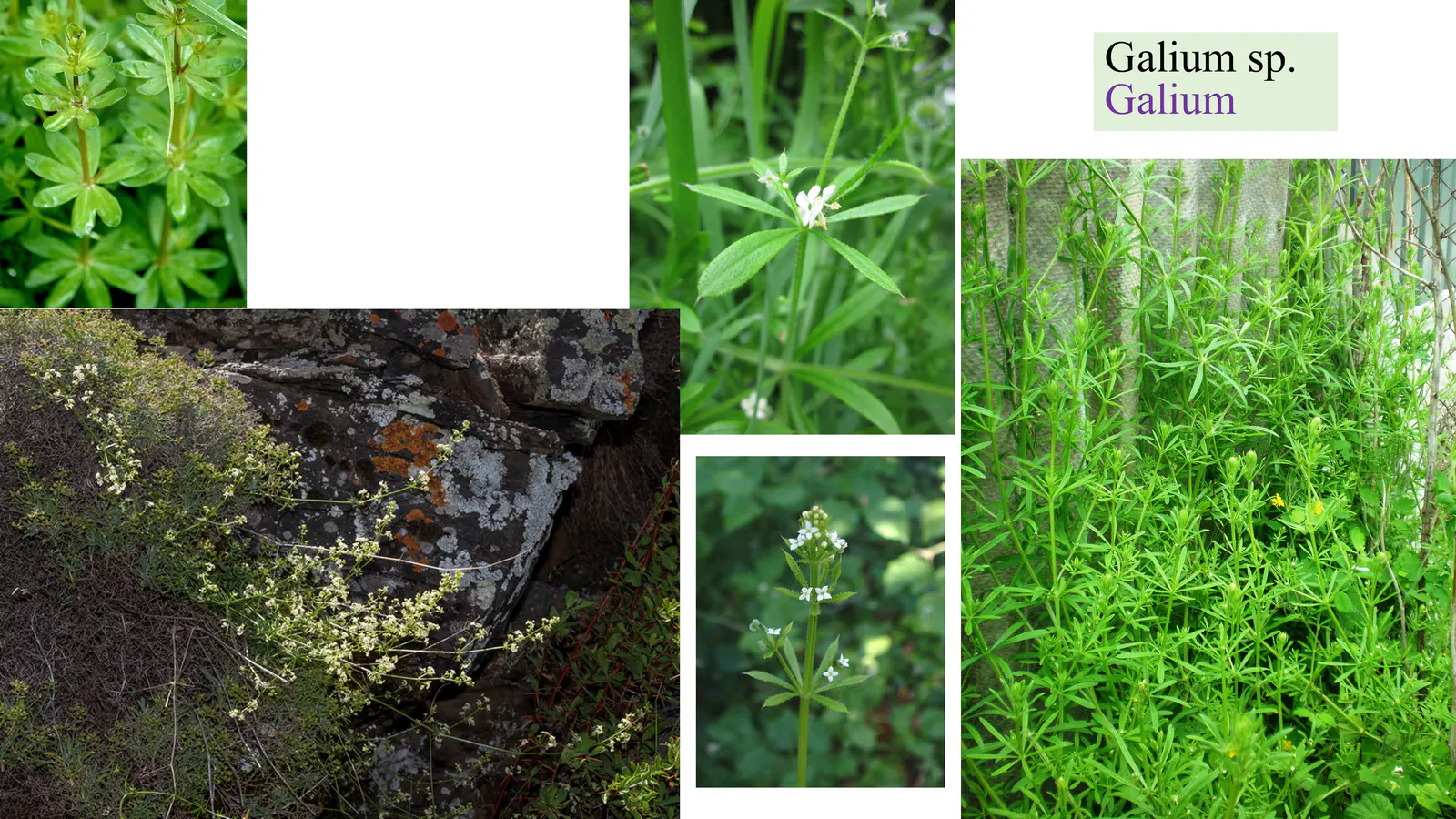 Galium sp